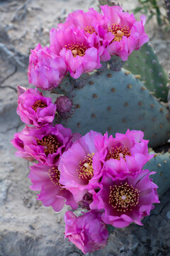 USA, Utah. Beavertail prickly pear cactus, Factory Butte, Upper Blue Hills.