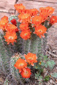 USA, Utah. Scarlet hedgehog cactus, Red Butte Gardens.