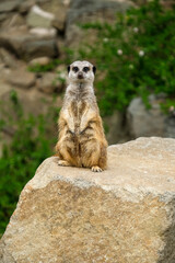 Alert Meerkat stood on guard