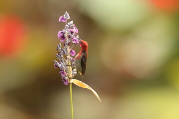 Sulawesi myzomela (Myzomela chloroptera) is a species of bird in the family Meliphagidae. It is endemic to Indonesia where it occurs in Sulawesi.