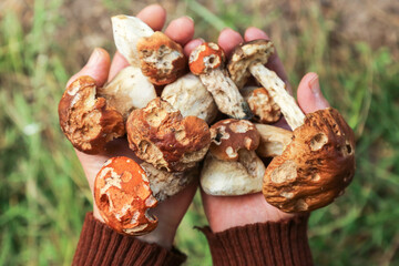 Bad wormy mushrooms porcini, boletus harvest in mushroom picker hand close-up, macro top view....