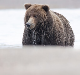 Alaskan Coastal Brown Bears Fishing in Silver Salmon Creek in Lake Clark National Park in Alaska