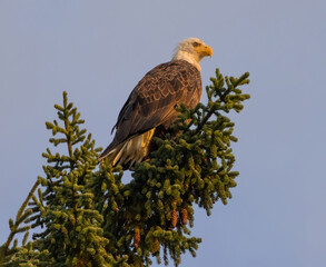A Bald Eagle Sits atop a pine tree during the morning golden hour in Lake Clark National Park in Alaska