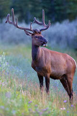 Elk in Jasper National Park in Alberta Canada in a field of wildflowers