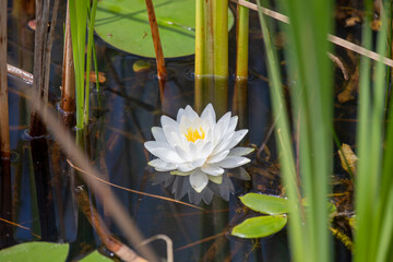 Flowering water lilies in a marsh in Ontario, Canada.