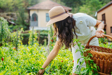 Young caucasian woman harvesting peppers in home garden with basket
