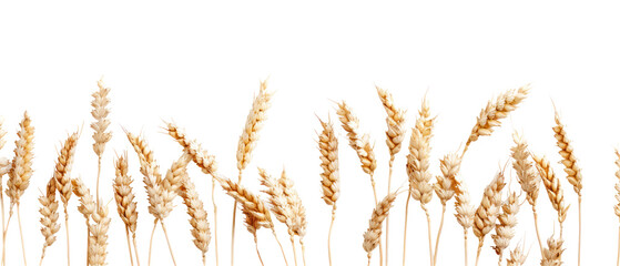 Wheat Field Border on transparent background, a vibrant, isolated wheat field design set against a pure white background, perfect for enhancing layouts and adding natural elements to digital projects.