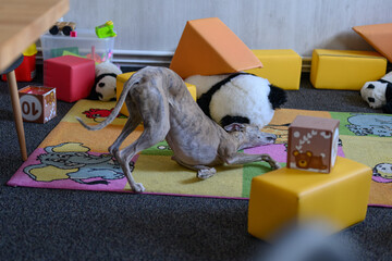 Greyhound rubs its fur on the carpet.