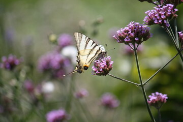 A beautifull butterfly sitting on a pink flower :))