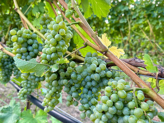 bunch of white grapes, bunch of grapes