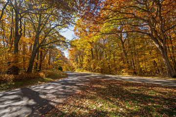 Rural Road in Fall Shadows