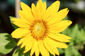 Yellow sunflower, close up 
