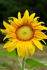 sunflower in the garden