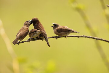 Scaly-breasted munia or spotted munia (Lonchura punctulata particeps) in Sulawesi, Indonesia 