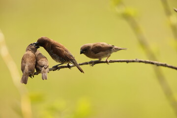 Scaly-breasted munia or spotted munia (Lonchura punctulata particeps) in Sulawesi, Indonesia 