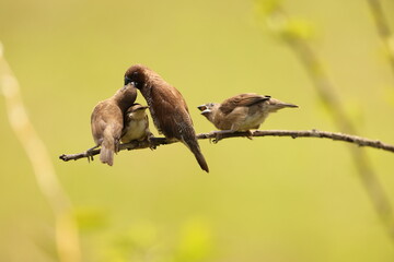 Scaly-breasted munia or spotted munia (Lonchura punctulata particeps) in Sulawesi, Indonesia 