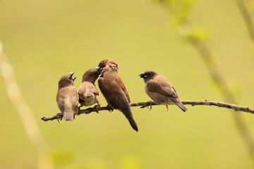 Scaly-breasted munia or spotted munia (Lonchura punctulata particeps) in Sulawesi, Indonesia 