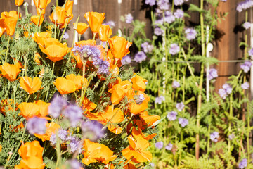 California Poppies (Eschscholzia californica) and Lacy Phacelia (Phacelia cryptantha) wildflowers in bloom, San Francisco Bay Area, California