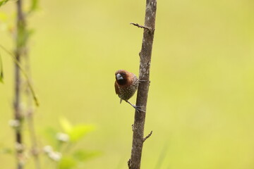 Scaly-breasted munia or spotted munia (Lonchura punctulata particeps) in Sulawesi, Indonesia 
