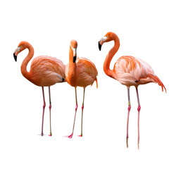 Obraz premium A group of lovely pink flamingos standing gracefully, cut out
