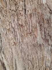 Obraz premium bark of tree