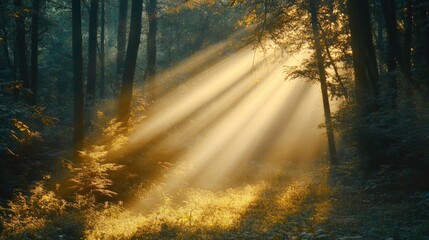 Fototapeta premium Golden hour sunlight streaming through forest