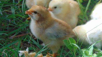 Des petits poussins dans la nature