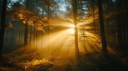 Golden hour sunlight streaming through forest