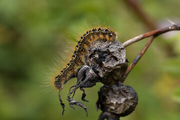 Caterpillar close up on a dead flower