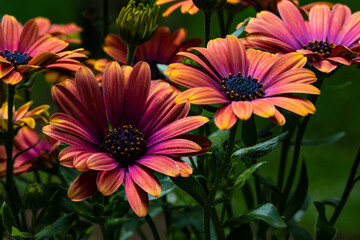 close up of African daisy flowers