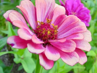 close up of pink flower