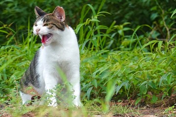 草むらから何か喋る三毛猫