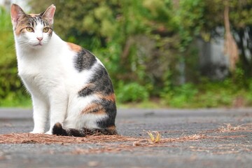 正座する美しい三毛猫