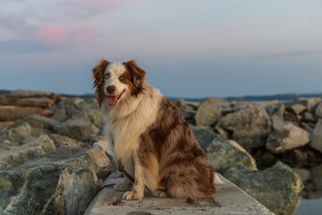 Cute dog at the beach during sunset