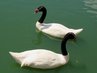 swans  on the lake