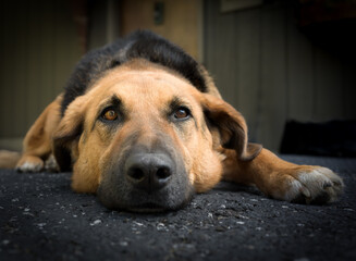 Dog portrait 