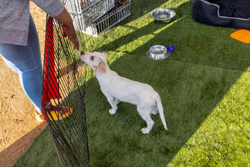 dog adoption, day at the animal shelter, rescued puppy petted by african american woman, outdoors open enclosure