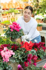 visitor to flower shop enthusiastically examines large flowers and buds of cyclamen