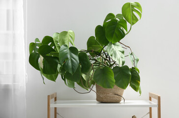 Modern interior of living room with tropical monstera leaves in pot on shelf unit, closeup