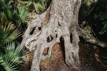 Large old tree in the swamp in Jean Lafitte National Historical Park and Preserve, New Orleans, Louisiana, United States of America.