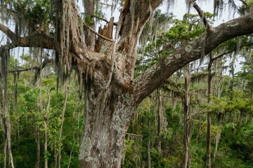 Large old tree in the swamp in Jean Lafitte National Historical Park and Preserve, New Orleans, Louisiana, United States of America.