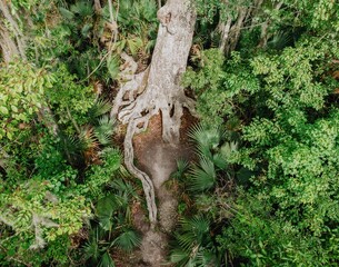 Large old tree in the swamp in Jean Lafitte National Historical Park and Preserve, New Orleans,...
