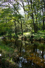 Reflejo en el agua en arroyo 