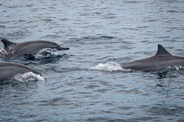 Fototapeta premium dolphin in the water