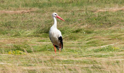 white stork ciconia