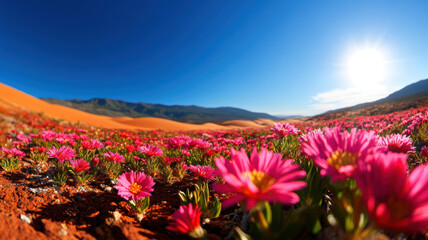 Fototapeta premium A field of pink flowers with a bright blue sky in the background. The sun is shining brightly, making the flowers look even more vibrant. The scene is peaceful and serene, with the flowers