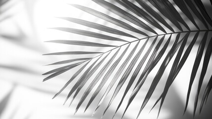 Obraz premium A close-up of a single palm leaf with intricate details, sunlight filtering through the fronds, casting soft shadows.