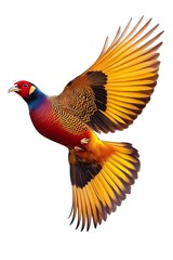 Fototapeta premium Golden Pheasant Bird Flying with White Background, Realistic Photo, Wallpaper, Cover and Screen for Smartphone, Cell Phone, Computer, Laptop, 9:16 and 16:9 Format