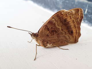 Close-up shot capturing the intricate patterns on the wings of a brown butterfly perched elegantly