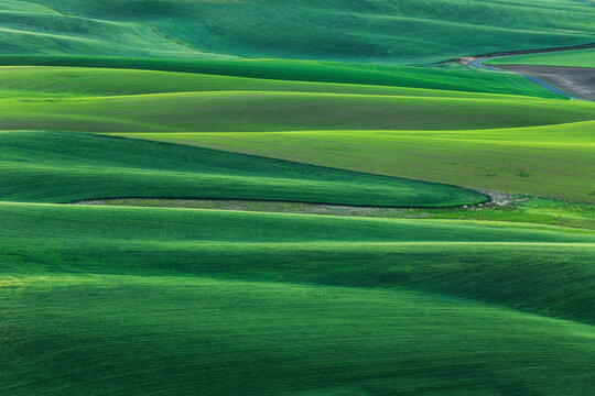 Elevated view of undulating wheat crop, Palouse region of eastern Washington State.